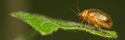  Beetle (5mm long) Macro Photo courtesy of DataShine.com  