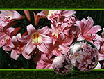  --> See Large Belladonna Lily Power Pearl --> 