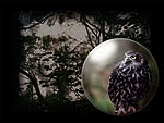  --> See Large Powerful Owl Power Pearl --> 