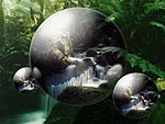  --> See Large Rainforest Power Pearl --> 