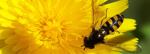 Wasp on Dandelion Flower - Macro Photo courtesy of DataShine.com